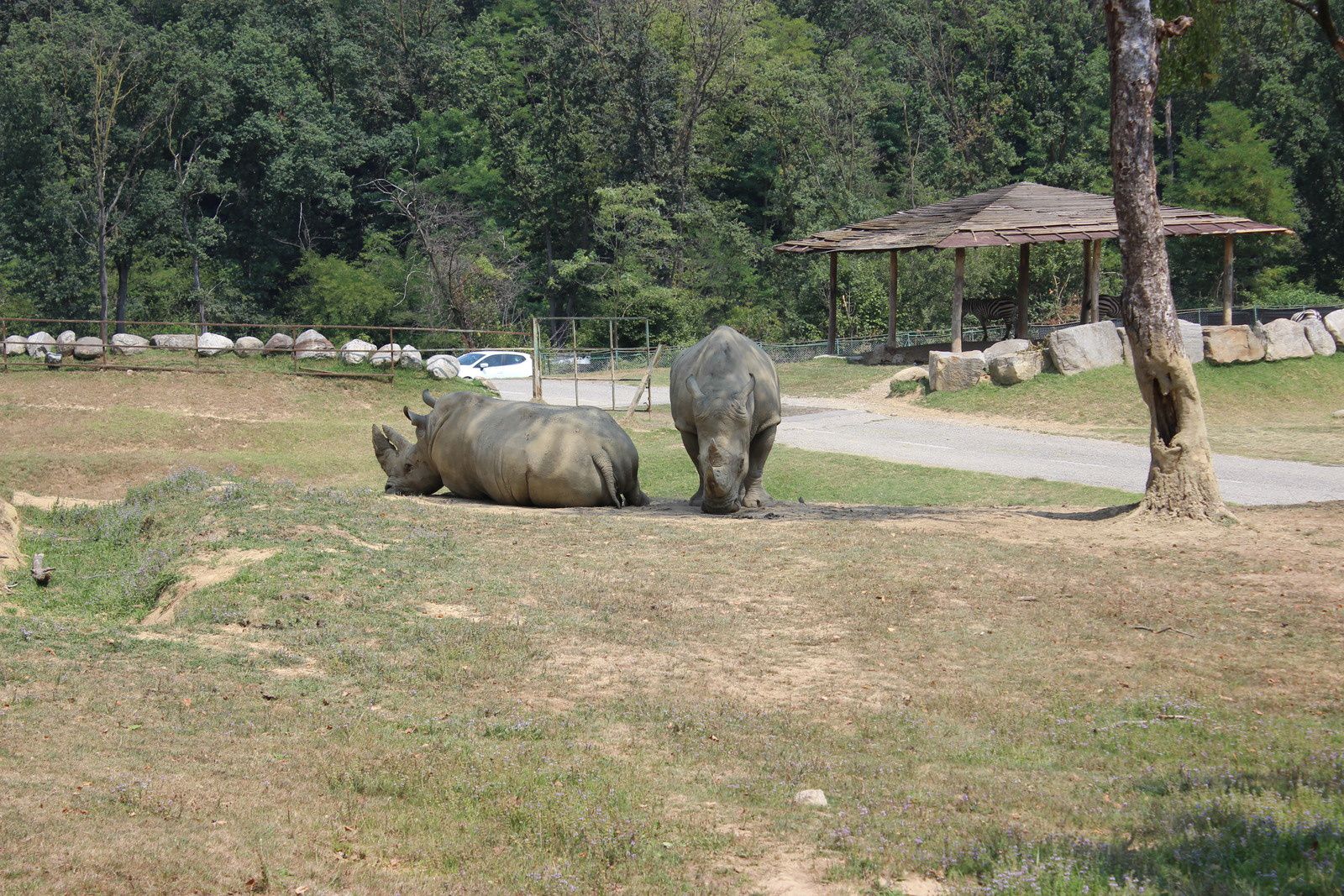 partie safari en voiture