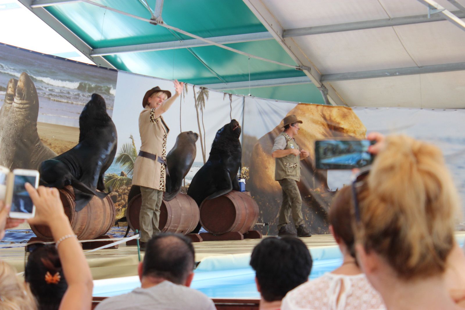 spectacle lions de mer