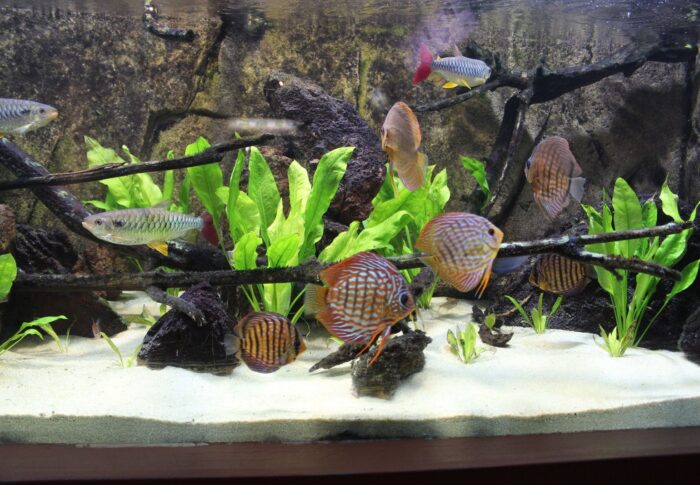 L’aquarium des tropiques