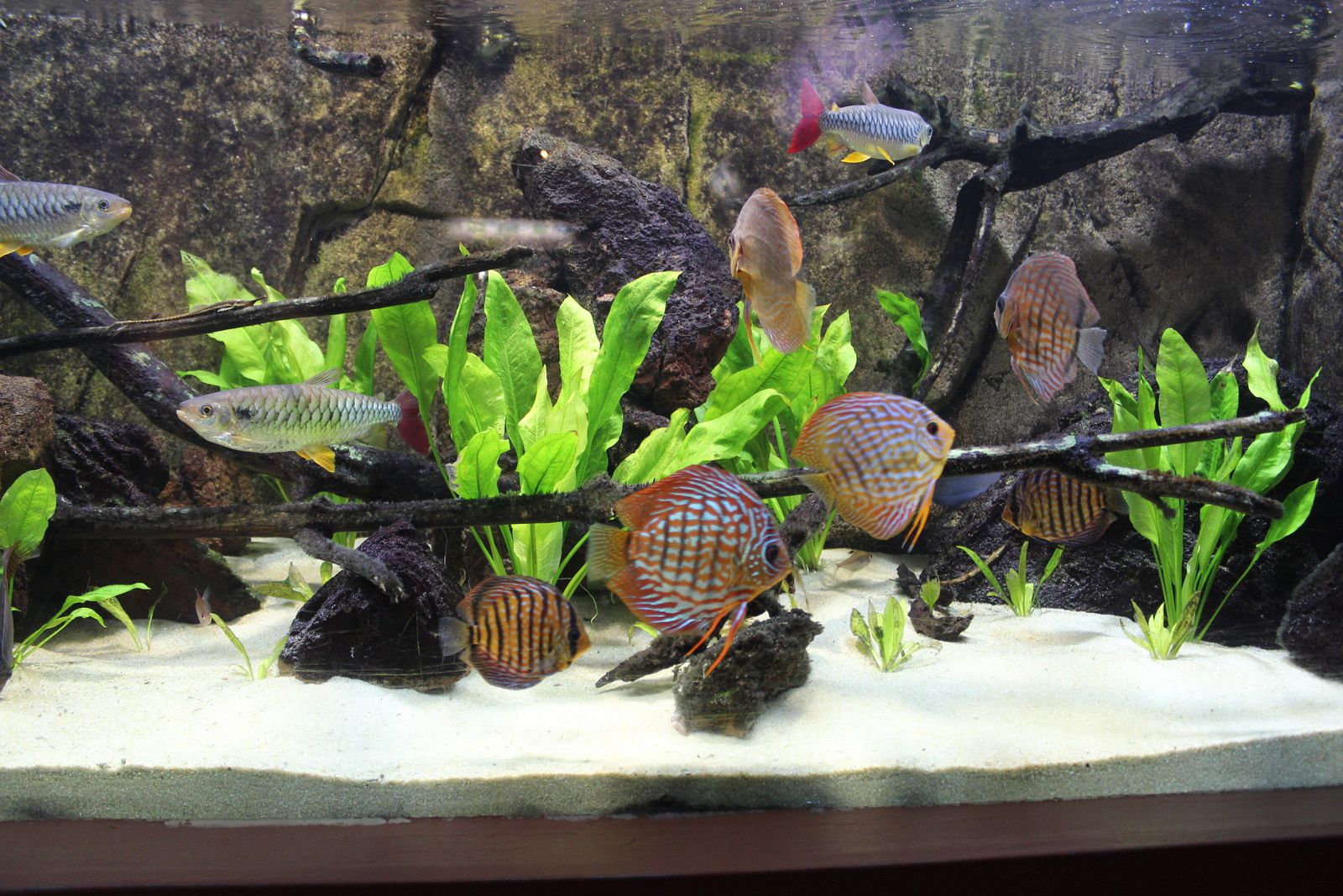 L'aquarium des tropiques