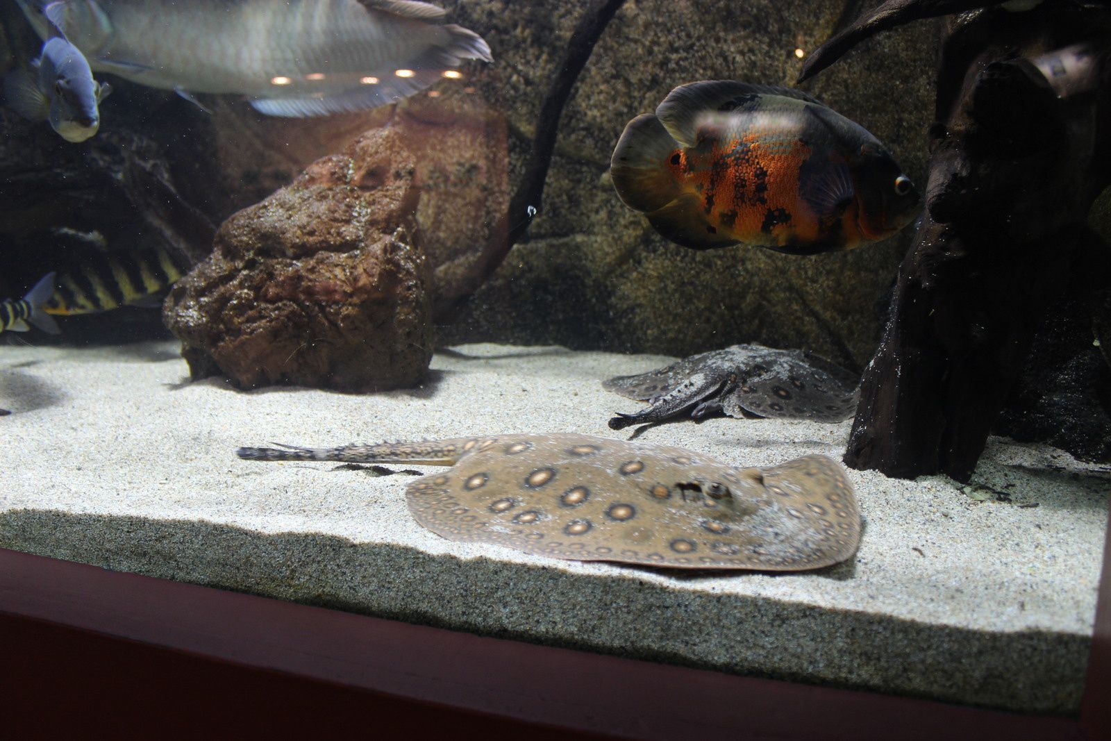 L'aquarium des tropiques
