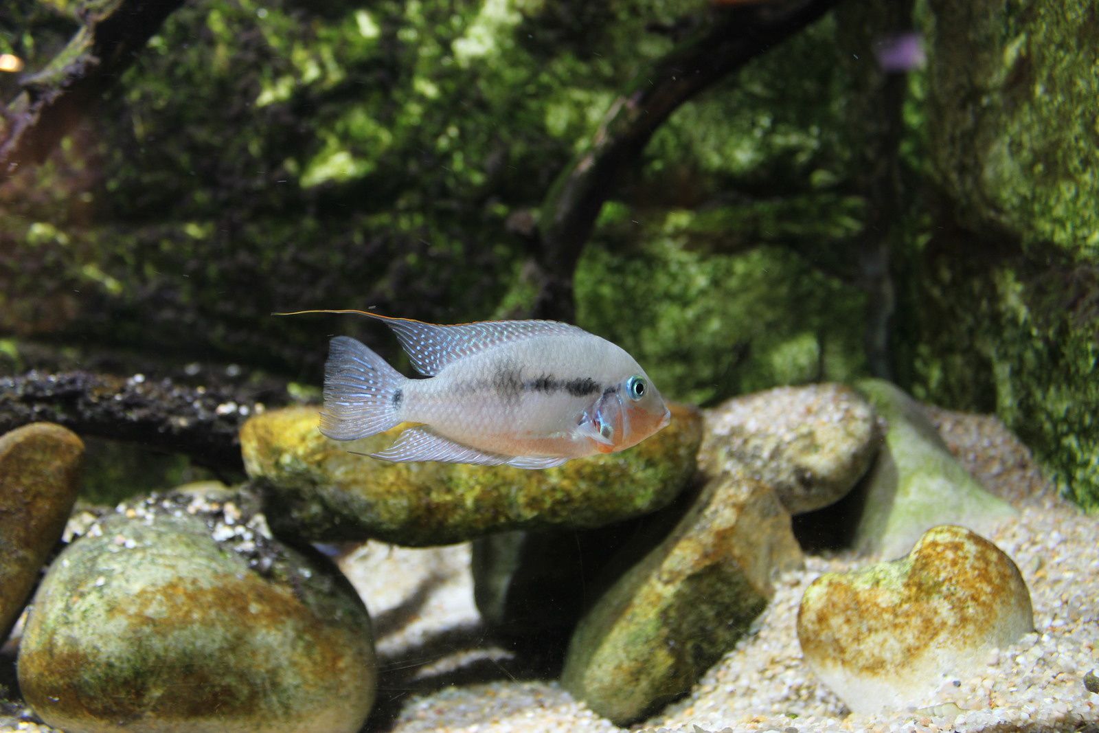 L'aquarium des tropiques