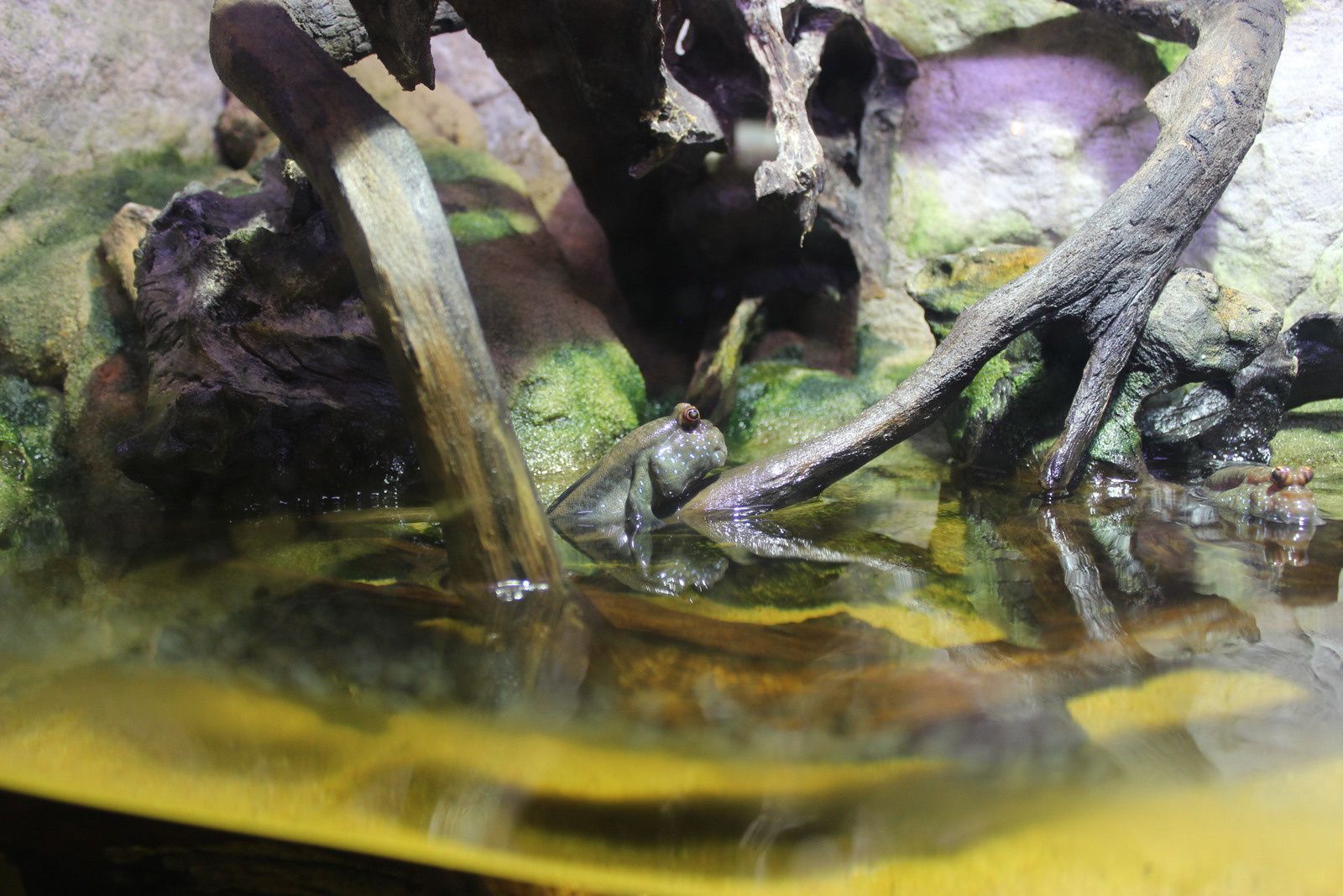 L'aquarium des tropiques