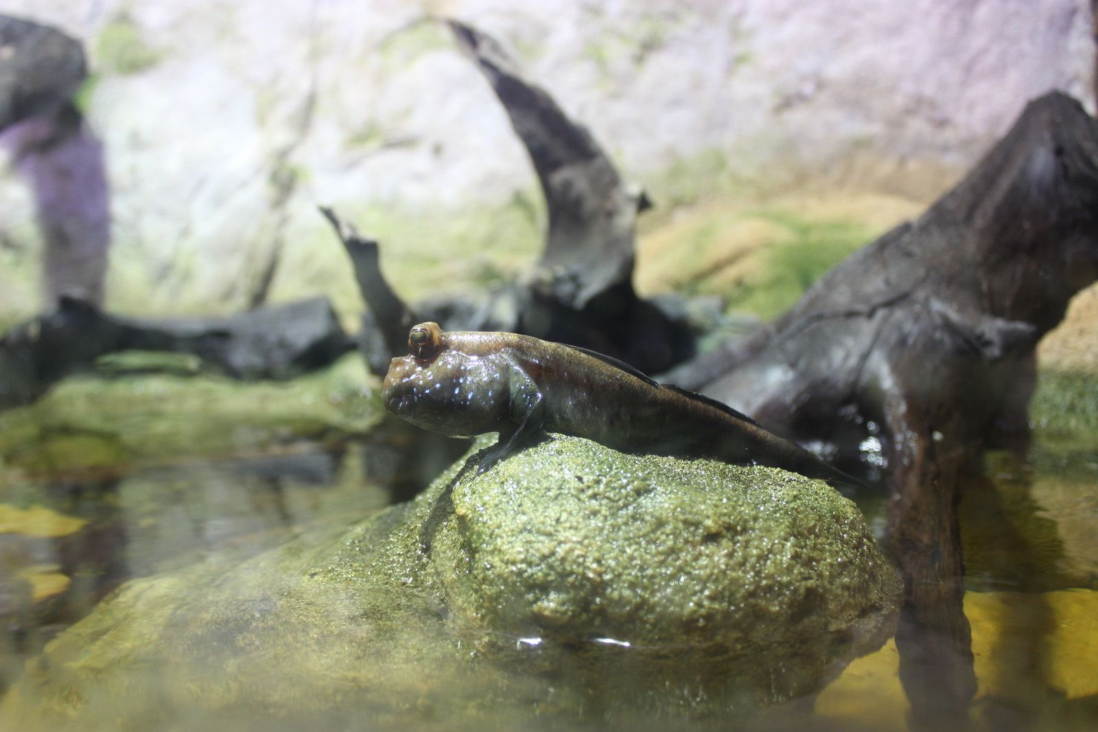 L'aquarium des tropiques