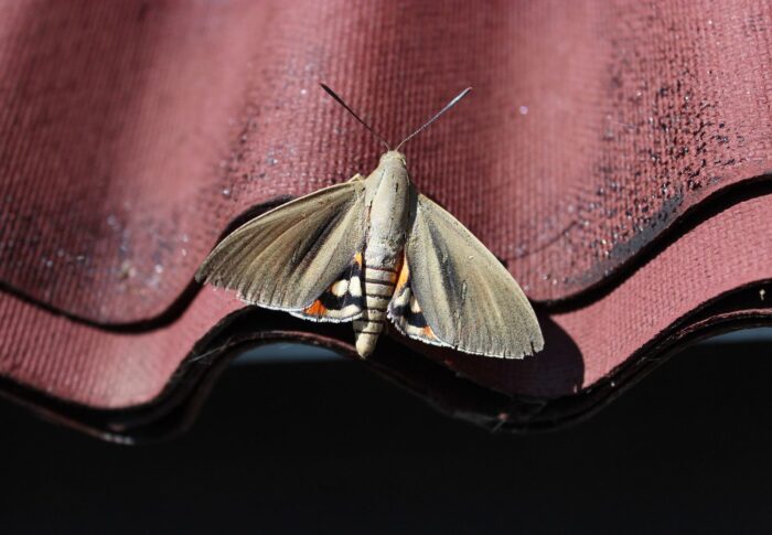 Papillon du palmier