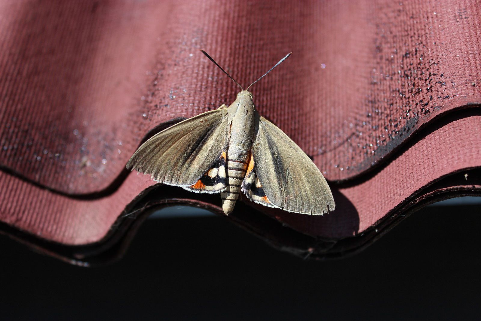 papillon du palmier