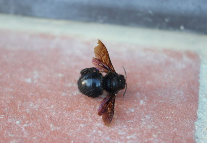 Abeille charpentière , xylocope