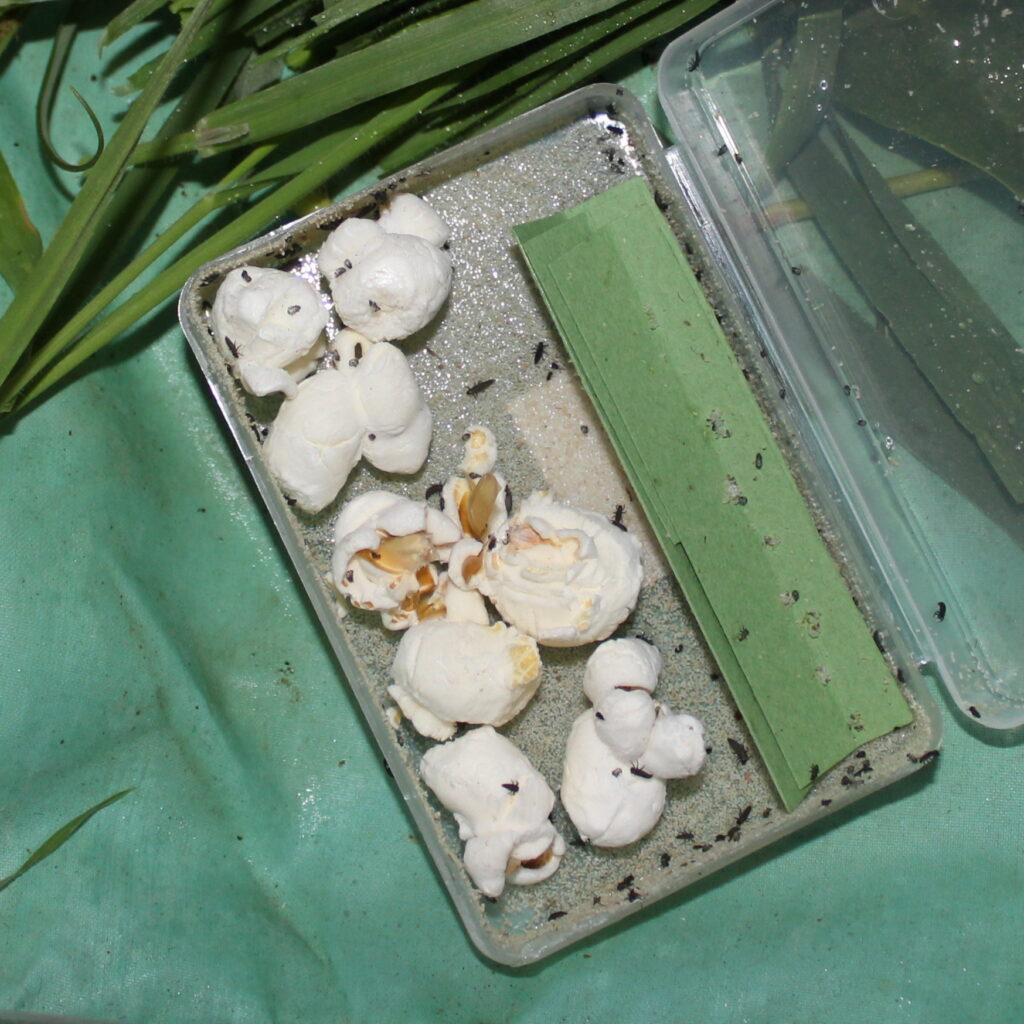 installation des coccinelles